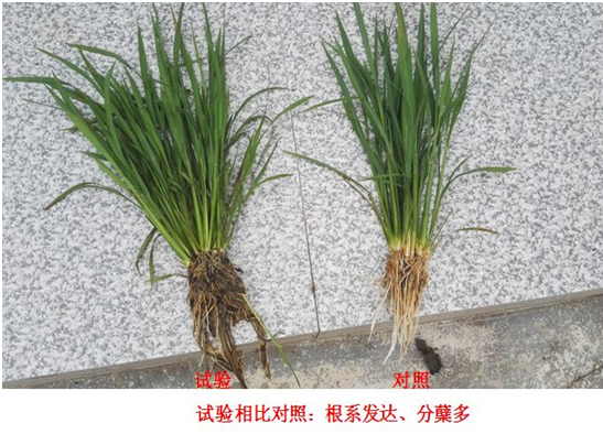 【试验树模】“控疯”水稻专用产品(图1)