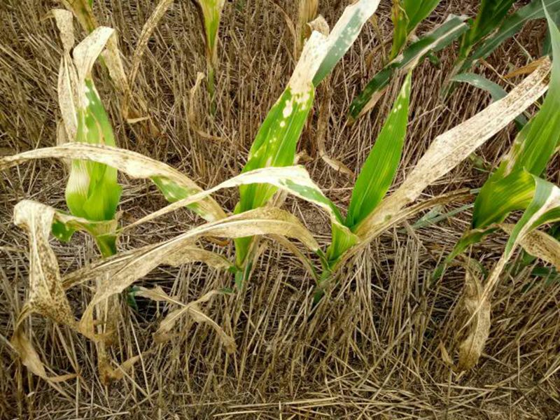 玉米苗期治理(图4)