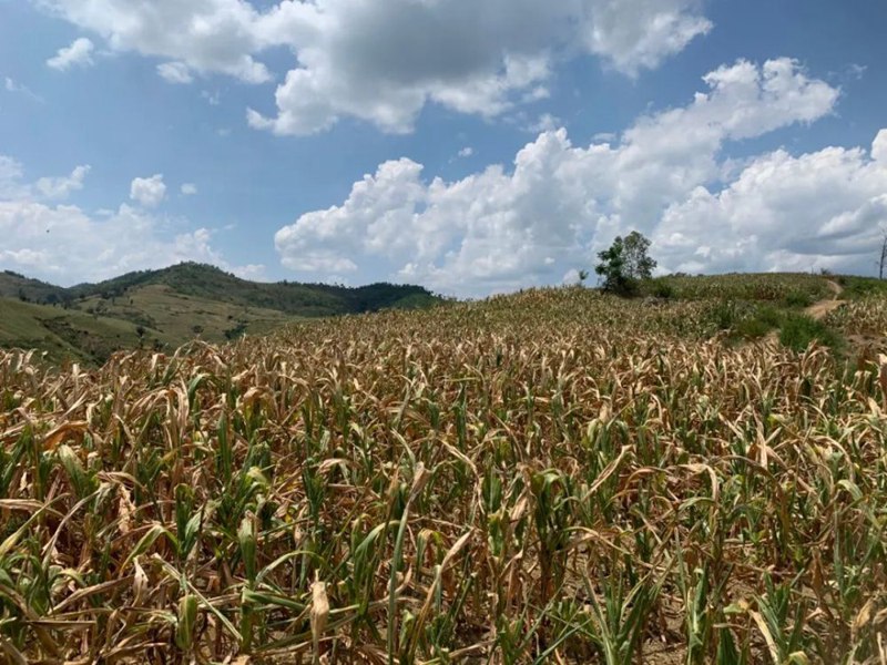 玉米苗期治理(图6)