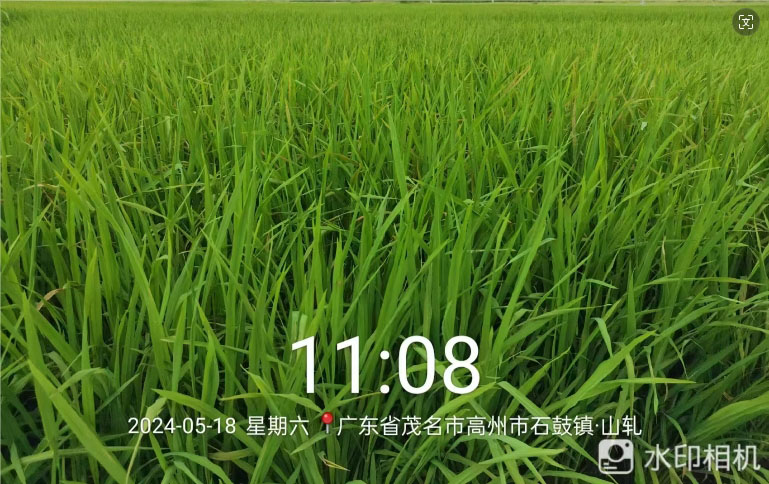 胖丫-大宗元素水溶肥在水稻上的效果(图2)