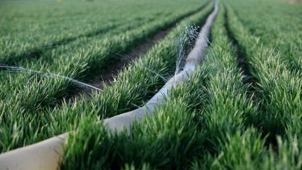 从“晚播弱苗”到“丰收壮苗”：五项步伐是要害！(图3)